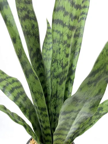 Vista 2 de Bird Fiy Planta artificial de serpiente de 22.5 pulgadas, agave artificial, Sansevieria, plantas artificiales en maceta para decoración