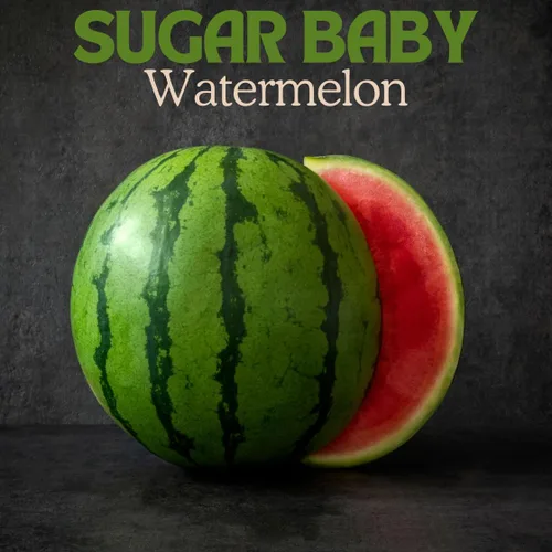 Vista 2 de Brownie Brand Sugar Baby - Semillas de sandía – Variedad de melón dulce, compacta y de alto rendimiento para jardinería en el hogar – Perfecto