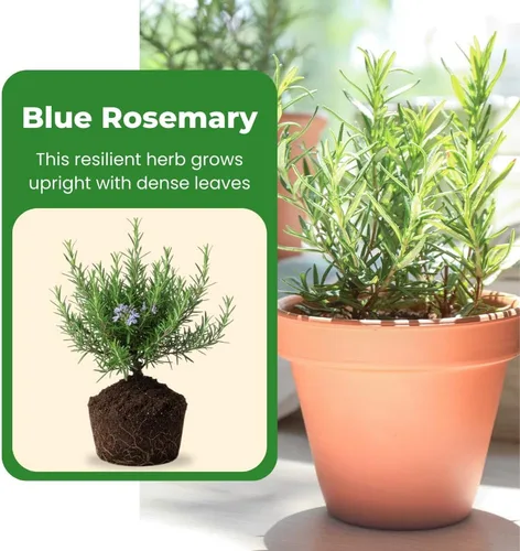 Vista 3 de Juego de 3 plantas de romero azul vivas, planta viva de romero, hierbas comestibles y fragantes, plántulas de romero para plantar en interiores