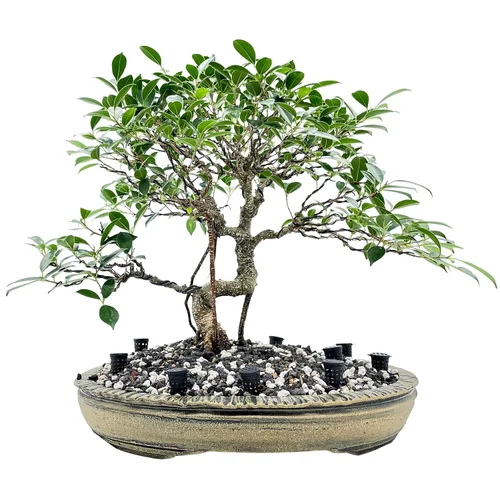 Vista 4 de Cestas de fertilizante para bonsái (10 piezas) de The Bonsai Supply