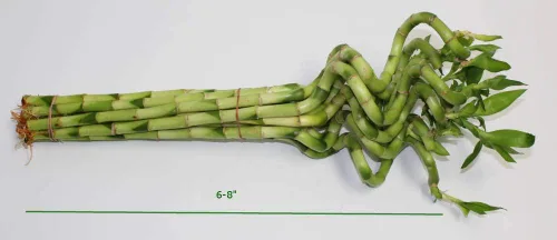 Vista 2 de Athena's Garden B-CS06 Lucky Bamboo Sacacorchos en espiral brotes en espiral, 6-8", VERDE