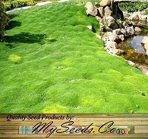 Vista 7 de MySeeds.Co