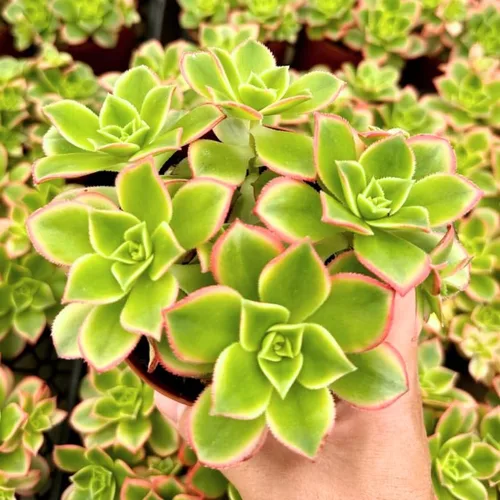 Vista 4 de Green Aeonium - Planta viva suculenta en maceta de 4 pulgadas, planta viva suculenta de roseta para cultivo en interiores y exteriores