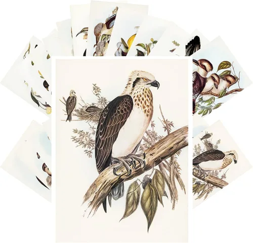 Vista 7 de Pixiluv Postales vintage (24 piezas de 10x15 cm cada una) Ilustración de libro botánico antiguo de colibríes y pájaros pequeños Tarjetas de nota Agua
