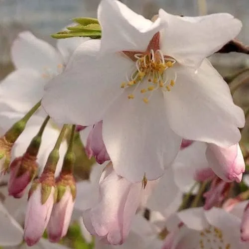 Vista 4 de Live Akebono Cherry Blossom Tree (6 ''-10 '' de alto) - Flor de cerezo para jardinería - Not Ship AZ & CA
