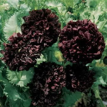 Vista 5 de Park Seed Semillas de plantas de flores de amapola, fáciles de cultivar, perfectas para jardín de primavera, gris increíble, paquete de 100