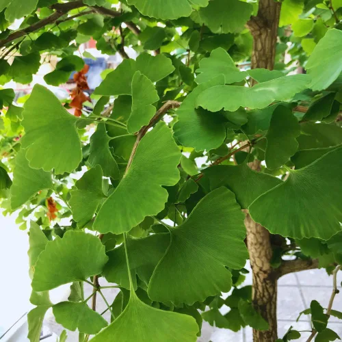 Vista 7 de Juego de 2 plantas de ginkgo vivas con raíces desnudas, 6 a 12 pulgadas de alto, árboles de ginkgo biloba para jardín, patio o decoración