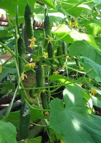 Vista 5 de Semillas de pepino autopolinizador de interior Firm Secret F1 Hybrid Vegetal para plantar sin OMG - Tiempo de cosecha 55 días