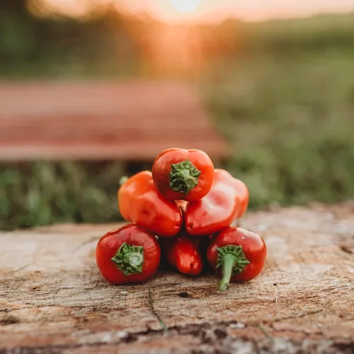 Vista 2 de Fresno Chile Pepper - 25 semillas - Variedad de reliquia y polinizada abierta, semillas de vegetales sin OMG para plantar en el jardín doméstico