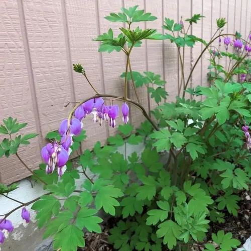Vista 3 de Más de 20 semillas de corazón sangrante mixto Dicentra Spectabilis Shade