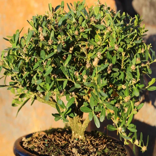Vista 9 de Brussel's Bonsai - Árbol bonsái para interiores, S