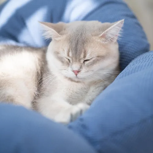 Vista 7 de CHEERHOME PETS Cama Elevada para Gatos de Madera con Cojín Sofá Mullido para Mascotas Sofá para Gatos de Interior Silla de Salón Elevada