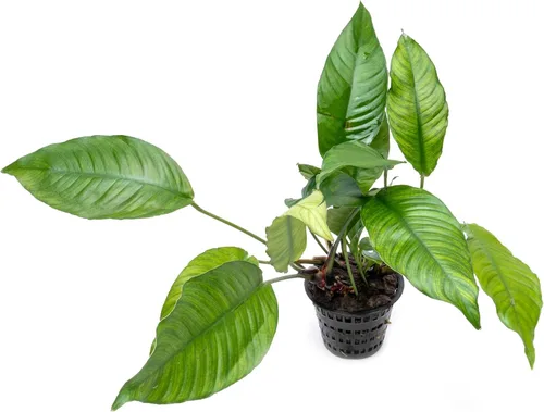 Vista 20 de SubstrateSource Plantas vivas – Anubias Hastifolia (Anubias hastifolia) – Luz baja a moderada, hojas en forma de flecha de color verde medio a