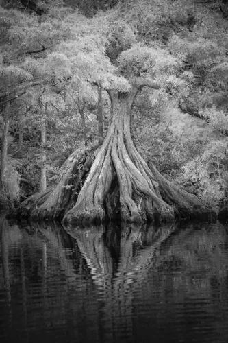Vista 2 de Póster de impresión fotográfica laminada con raíces de árbol expansivas en río en blanco y negro, arte de pared de borrado en seco, 12 x 18 pulgadas