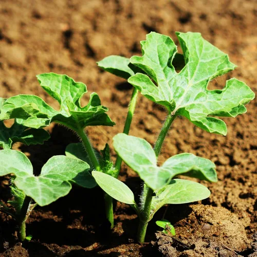 Vista 6 de Seed Needs Semilla de sandía dulce carmesí para plantar reliquia sin OMG 1 paquete