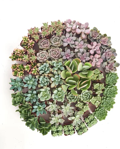 Vista 3 de Suculentas Shop Succulents, colección variada