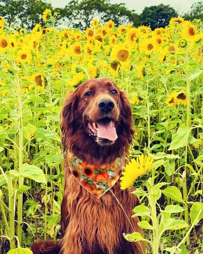 Vista 5 de Bandana de girasol para perro, bandana floral para perros pequeños, medianos y grandes
