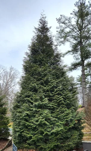 Vista 4 de Árbol arborvitae gigante verde Thuja, lote de 10 plantas iniciales