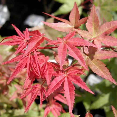 Vista 3 de SHINDESHOJO Arce japonés - ACER PALMATUM 'SHINDESHOJO' - Planta viva de 3 años