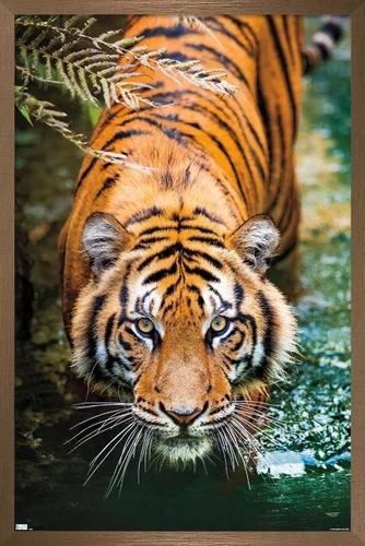Vista 14 de Trends International Tiger - Póster de pared de agua, 14.725 x 22.375 pulgadas, versión enmarcada de madera de granero