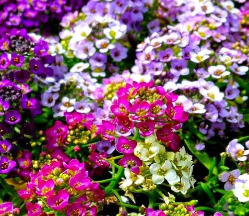 Vista 5 de Semillas Multicolor Alyssum Seed Mix 800+ Semillas para Jadear Anual de Bajo Crecimiento Flor de Suelo Cubierta del Suelo Flor