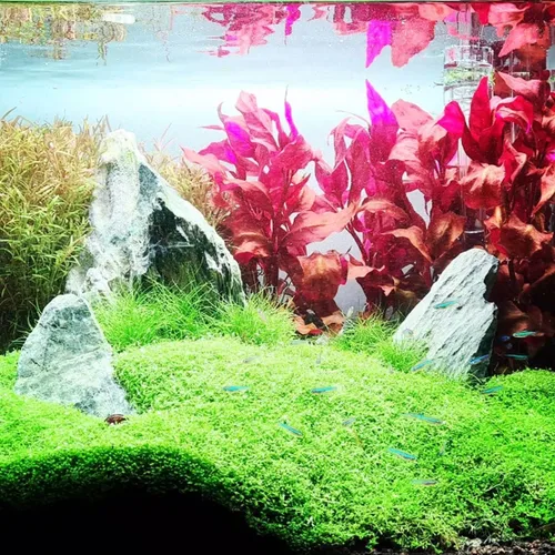 Vista 7 de Hemianthus Callitrichoides Cultivo de tejidos US Farm Live Aquarium Plants Midground para decoración de peceras