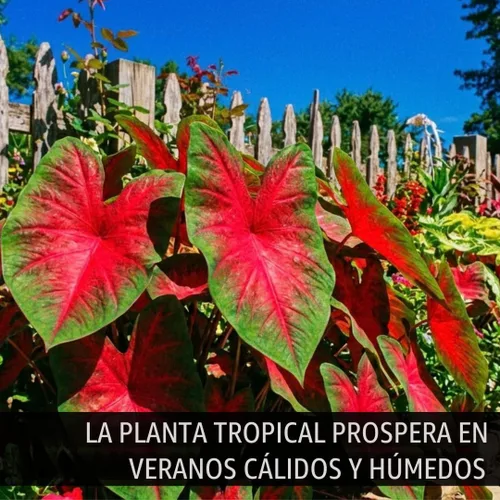 Vista 2 de Bulbos de Caladium Scarlet Arrow para Plantar - Excelentes Plantas de Interior (6 Bulbos)