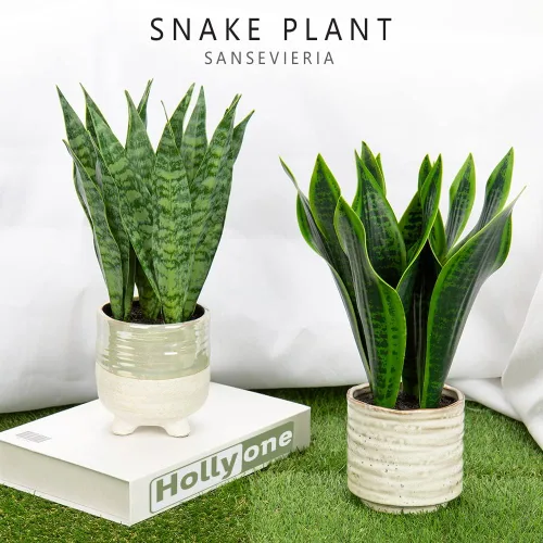Vista 4 de Hollyone Planta de serpiente falsa de 12 pulgadas, pequeña planta de serpiente artificial en maceta con maceta de cerámica, planta Sansevieria