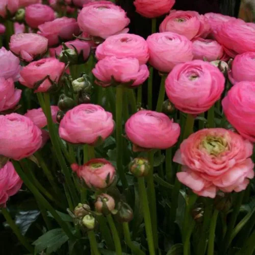 Vista 3 de UtopiaSeeds 12 Corms Pink French Peony Ranunculus Hermosas flores para cultivar