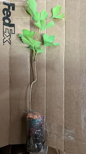 Vista 9 de Plántula de Ginkgo Biloba de 2 a 3 años de edad de 10 a 12 pulgadas de alto