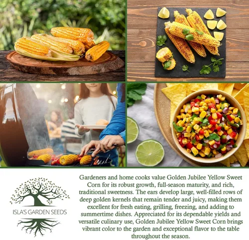 Vista 6 de Golden Jubilee - Semillas de maíz dulces amarillas para plantar, más de 30 por paquete, semillas de jardín de Isla, sin OMG y reliquia, nombre