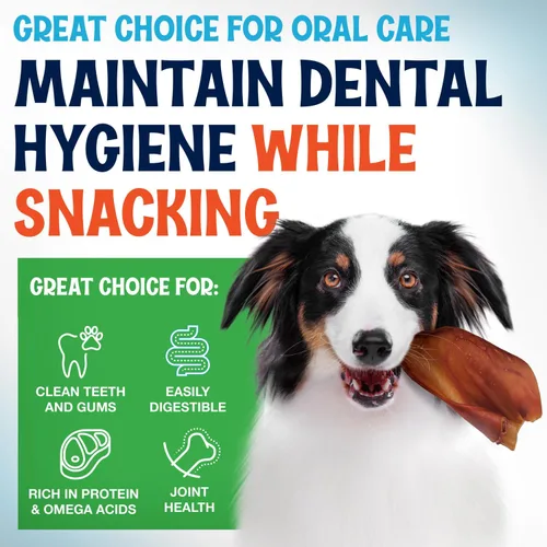 Vista 4 de Orejas de cerdo enteras para perros – Paquete de 15 masticables dentales de larga duración – Un ingrediente delicioso sabor natural golosinas
