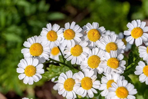Vista 7 de Pyrethrum Daisy 50 semillas (crisantemo - Tanacetum cinerariifolium) reliquia - Polinizado abierto - Sin OMG - Semilla sin tratar