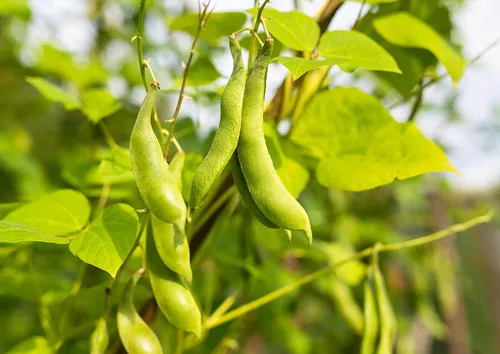 Vista 7 de Food to Live Frijoles de tortuga negra, 8 onzas de frijoles secos enteros, germinables, veganos, kosher, a granel. Bajo en sodio. Gran fuente