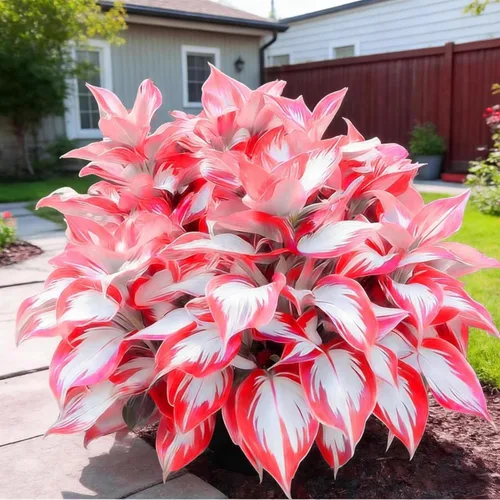 Vista 5 de Más de 365 semillas de Hosta para plantar plantas Hosta azules tolerantes a la sequía, raíces desnudas de Hosta perennes en forma de corazón