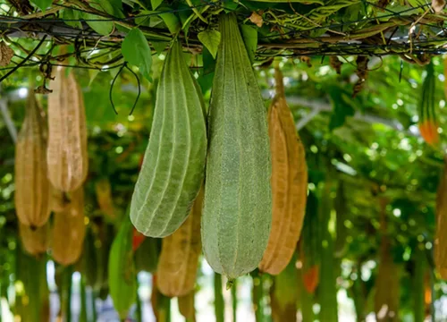 Vista 3 de Semillas Dishrag Calabaza Suave Luffa Esponja Trapo al aire libre Heirloom Vegetal No GMO