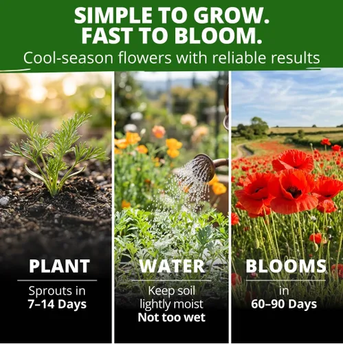 Vista 4 de HOME GROWN Red Chief Poppy 22.000 Semillas de flor Eschscholzia californica