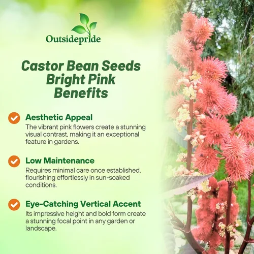 Vista 3 de Outsidepride Semillas de ricino rosa brillante, 15 semillas anuales de flores tropicales de crecimiento rápido para plantar follaje vibrante