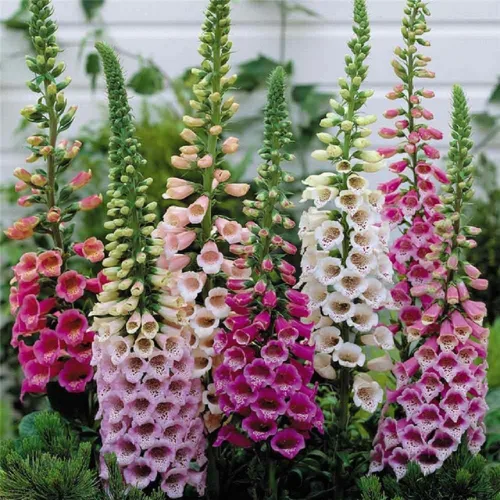 Vista 3 de 8,000 semillas mixtas de dedalera (Digitalis Purpurea) - por Seeds2Go