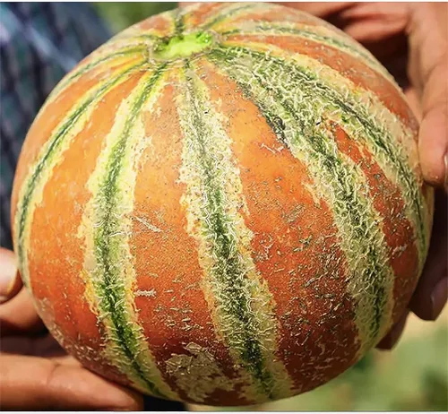 Vista 3 de Semillas de melón Kajari - Deliciosas y nutritivas, melón dulce - Blanco con verde y naranja - 5 semillas