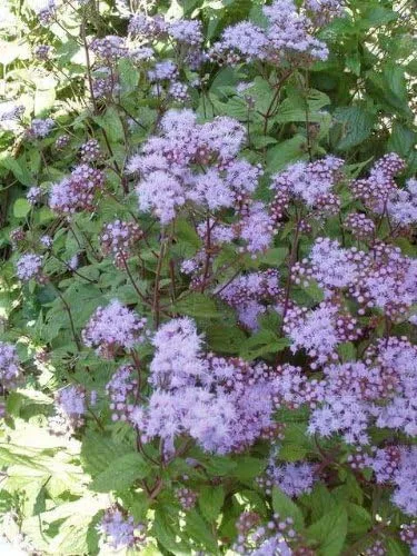 Vista 2 de 100 Semillas de flor de Eupatorium Coelstinum púrpura (ageratum duras)