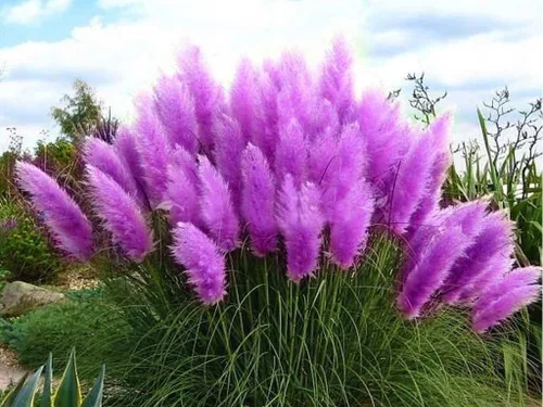 Vista 7 de Semillas de hierba anual ornamental de hierba de las pampas rosa para plantar