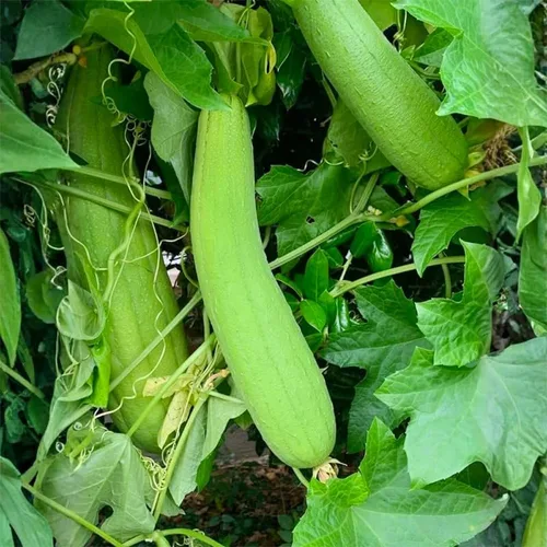 Vista 4 de Más de 30 semillas Luffa para plantar, semillas de plantas tradicionales sin OMG para jardín al aire libre