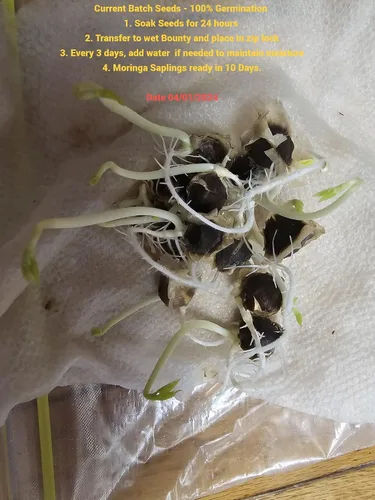 Vista 5 de 100 Semillas de Moringa Aproximadamente Semillas de Moringa para Plantar Comestibles, Excelente Germinación Grado Premium PKM1 Semillas