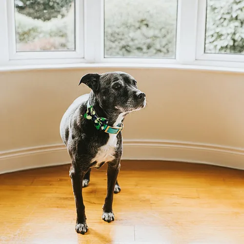 Vista 2 de 10 piezas de collares para perros, lazos elásticos para mascotas, gatos, cachorros, cachorros, accesorios para fiestas de cumpleaños y bodas