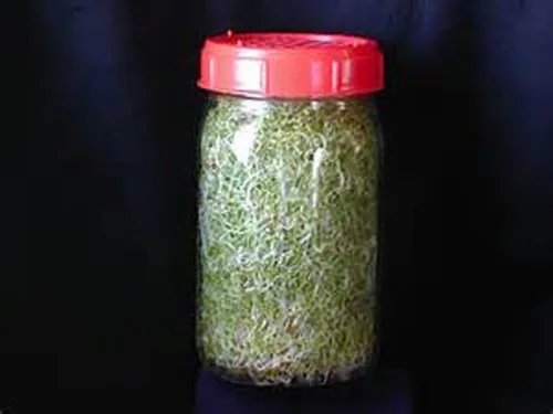 Vista 2 de Semillas de brócoli sin OMG para brotar brotes Microgreens (8oz de Pure Seed (40000+Semillas)). Marca Country Creek LLC.