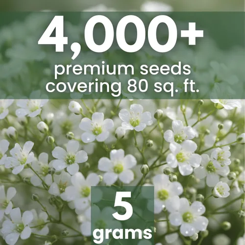 Vista 2 de Baby's Breath - 4,000 semillas para plantar - Temporada 2026 - Bolsa de 0.18 oz