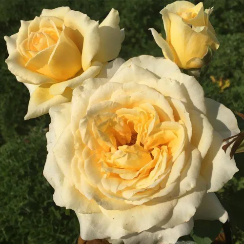 Vista 2 de Rosas de té híbridas de reliquia, planta de raíz propia viva para jardín al aire libre, Rosanna Jacobs, ligeramente fragantes, zonas de rusticidad