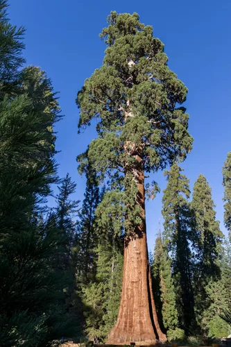Vista 3 de 5 árboles jóvenes de secuoyas gigantes vivos (aprox. 1 pies a 1.5 pies de alto): gigante de la naturaleza en tu patio trasero