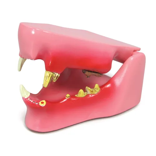 Vista 8 de GPI Anatomicals Modelo de mandíbula canina con dientes para anatomía canina